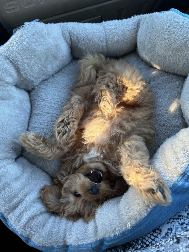 Lily was being very playful in the car!